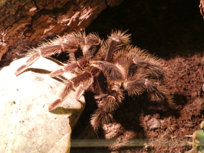 Lasiodora parahybana - De Zonnegloed - Dierenpark - Dieren opvangcentrum - Sanctuary